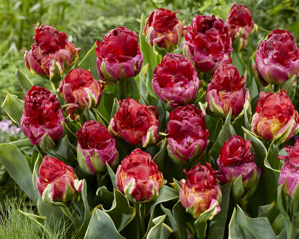 Tulpan 'Ice Cream Cranberry Sorbet Mix' (Storköp) – 50 lökar